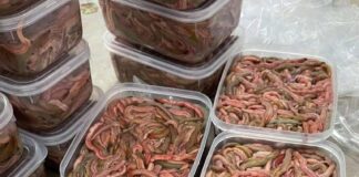 Đặc Sản Rươi Hải Dương: Món “Rồng Đất” Tứ Kỳ Vạn Người Mê