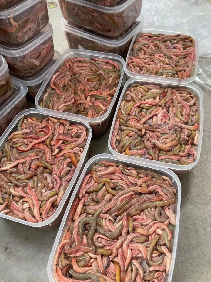 đặc sản rươi hải dương